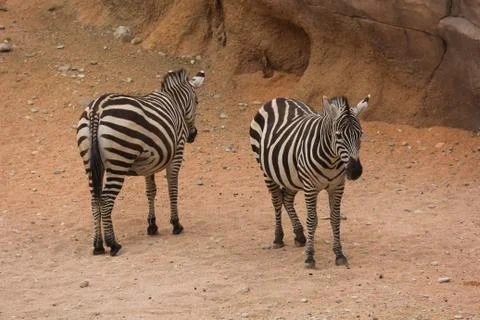 Two zebras Foto stock