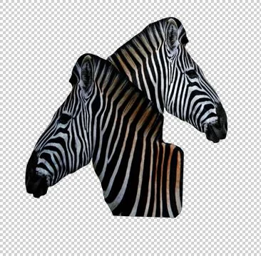 Two  ZEBRAS Stock Photos