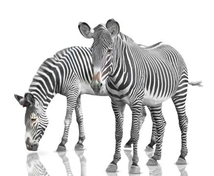 Two zebras Stock Photos