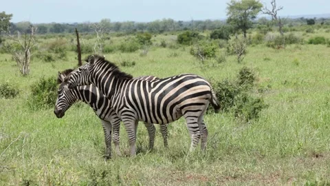 Two zebras play biting each other. Stock Footage 229240174