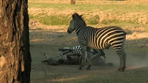 Two Zebra's Roll in the Dirt Stock Footage