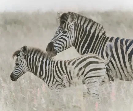Two zebras running in a sandy plain Stock Photos