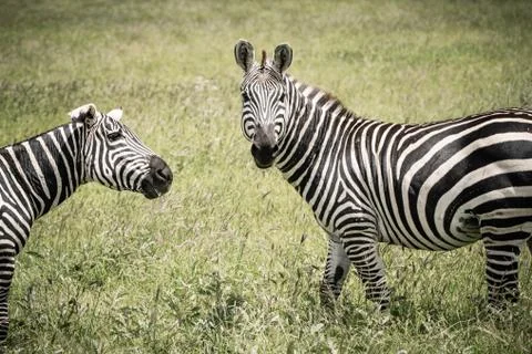 Two zebras in the savannah in East TSavo, Kenya	 Stock Photos