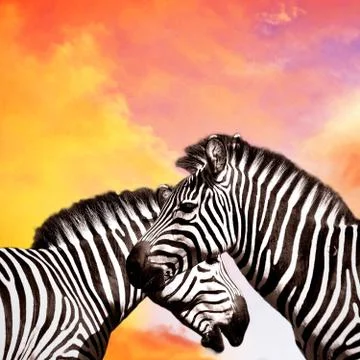 Two Zebras on the sky Foto stock