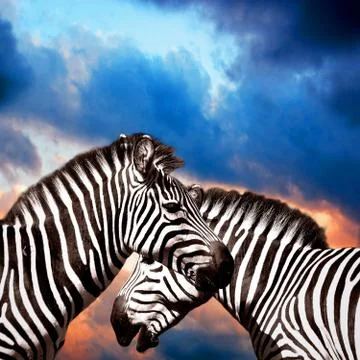 Two Zebras on the sky Stock Photos