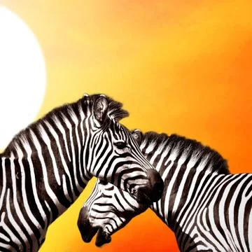 Two Zebras on the sky Stock Photos