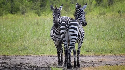 Two zebras stand in opposite directions - Grassland Animals and Striped Mammals Stock Footage 339821204