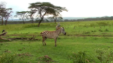 Two zebras stand in savannah Stock Footage 106052190