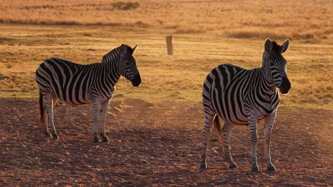 Two Zebras Standing in Dusty Sunset Savanna Stock Footage 344040981