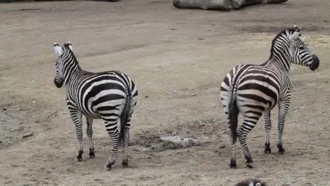 Two zebras standing in front of a pond in a zoo Stock Footage 250147390