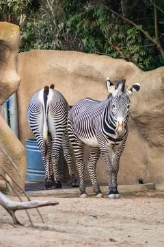 Two zebras standing next to each other in a zoo enclosure Stock Photos