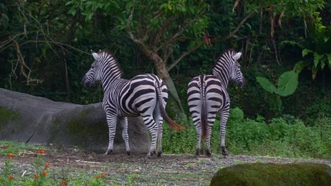 Two zebras standing side by side, swinging their tails and one walk away, close Stock Footage 311424787
