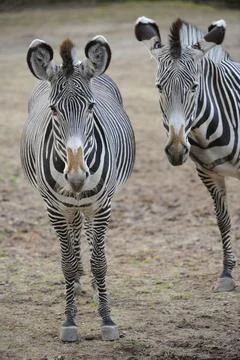 Two zebras, standing side by side with clear stripe patterns, on brown ground, Foto stock