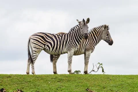 Two Zebras Standing Together Stock Photos
