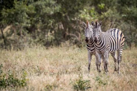 Two Zebras starring at the camera. Stock Photos