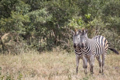 Two Zebras starring at the camera. Foto stock