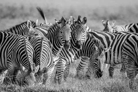 Two Zebras starring at the camera. Stock Photos