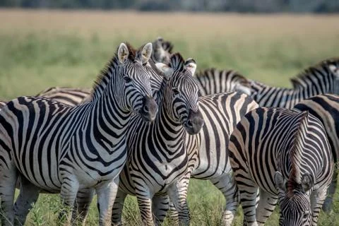 Two Zebras starring at the camera. Foto stock