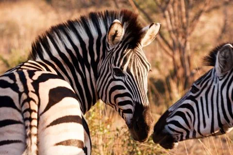 Two zebras touching noses Stock Photos
