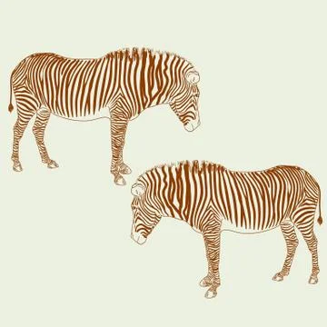 Two zebras. vector illustration. Stock Illustration