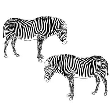 Two zebras. vector illustration. Stock Illustration