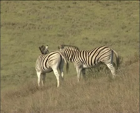 Two zebras in the veld together Stock Footage 11629293