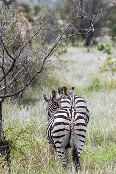 Two zebras view from behind on the backs of animals Foto stock