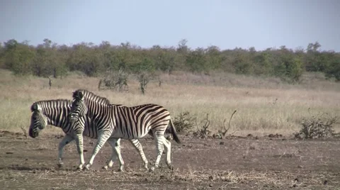 Two zebras walking Stock Footage 8572190