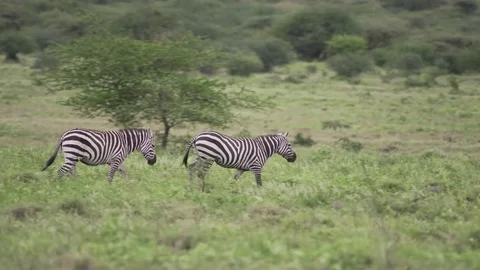 Two Zebras walking on green grass in the steppe Stock Footage 77970089