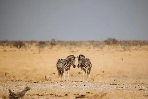 Two zebras walking side by side grazing Stock Photos