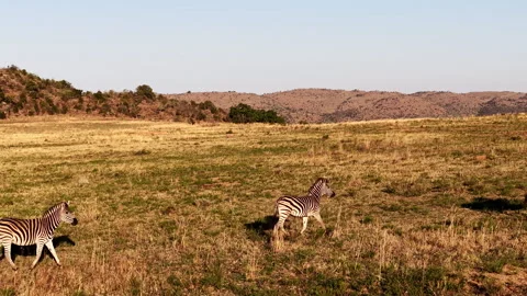 Two Zebras Walking Through African Savannah at Sunset Stock Footage 333214066