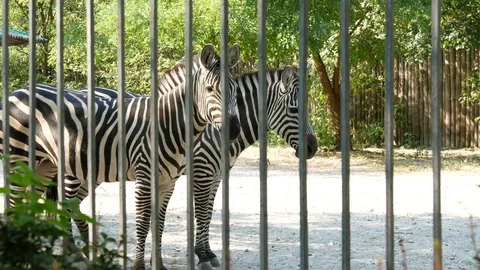 Two zebras in the zoo. Stock Footage 80222214