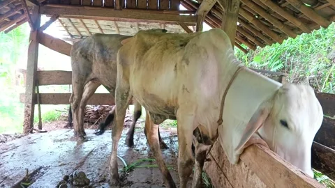 Two Zebu cows of varying size—one thin and one large—stand inside a simple rural Video stock 321939336