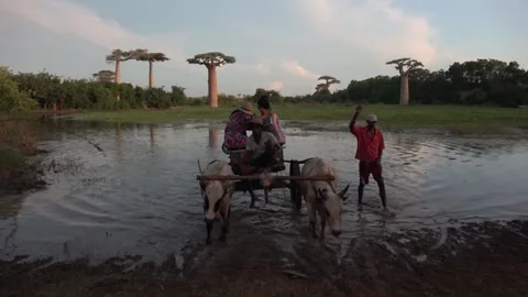 Two zebu pull a cart with drover and tourists through a swamp, Madagascar Stock Footage 313563435