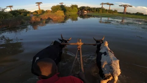 Two zebu pull a cart with tourists through a swamp to an island, Madagascar Video stock 308808589