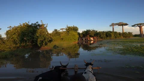 Two zebu pull a cart with tourists through a swamp to the island, Madagascar Video stock 308808596
