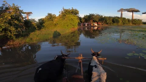 Two zebu pull a cart with tourists through a swamp to an island, Madagascar Stock-Footage 310062891
