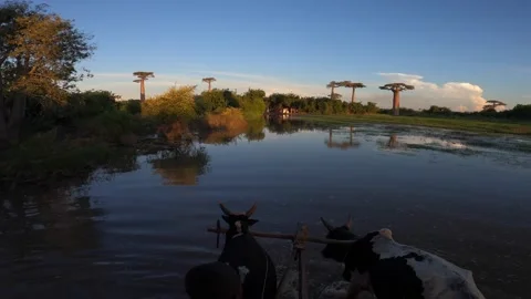Two zebu pull a cart with tourists through a swamp to island, Madagascar Stock Footage 310062915
