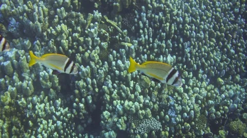 Twobar seabream fish underwater. Doublebar bream. Red sea Stock Footage 298965212
