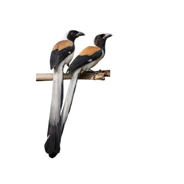 TwoBird Stock Photos