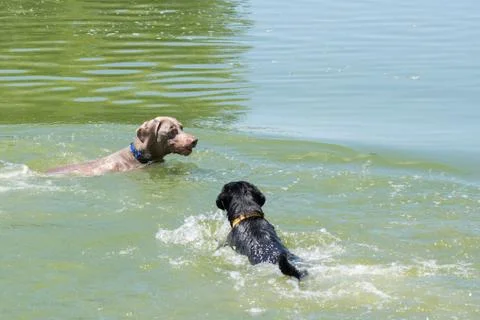 Twodogsswimming Stock Photos
