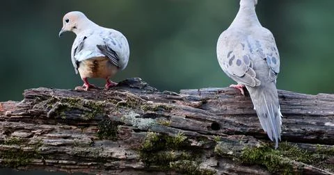 TwoDoves Stock Photos
