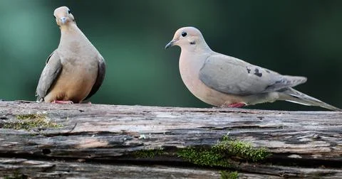 TwoDovesonLog Stock Photos