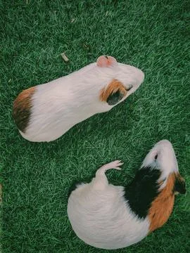 Two,Hamster,On,The,Grass Stock Photos