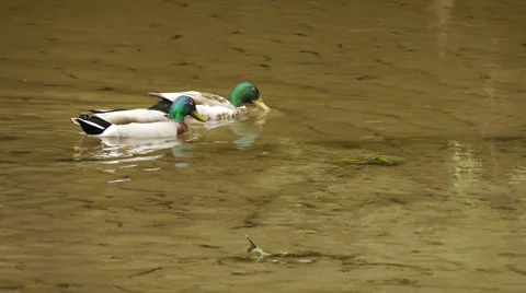 TwoMaleMallardsRiver1 스톡 동영상 6524470