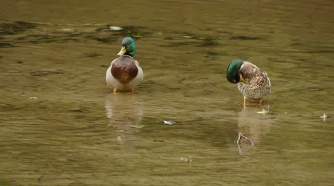 TwoMaleMallardsRiver2 Video stock 6524447