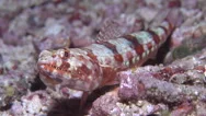 Twospot Lizardfish At Night, Synodus Binotatus, Hd Stock Footage