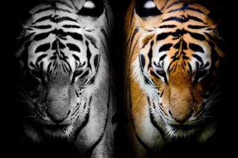 TwoTiger Stock Photos