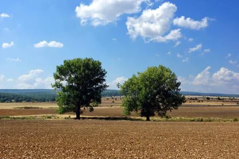 Twotree. Stock Photos