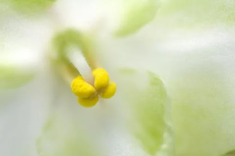Tyalka violets macro, view of close-up. Beautiful spring still life. Copyspac Stock Photos